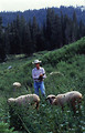 Free Stock Photo: A farmer in a field with sheep