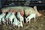 Free Stock Photo: Piglets nursing from a sow