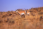 Free Stock Photo: Pronghorn antelope in a field