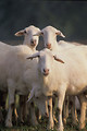 Free Stock Photo: Close-up of a group of St Croix sheep