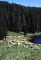 Free Stock Photo: Sheep grazing by a lake