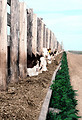 Free Stock Photo: Cows eating from a trough
