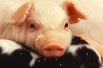 Free Stock Photo: Close-up of a baby piglet