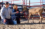 Free Stock Photo: Researchers offering to treat a white-tailed deer on a farm