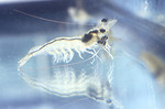 Free Stock Photo: Close-up of a young shrimp (Penaeus Vannamei)