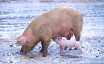 Free Stock Photo: A piglet nursing from a sow