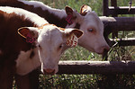 Free Stock Photo: A pair of cows on a farm