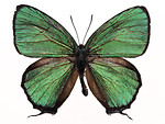 Free Stock Photo: A green butterfly isolated on a white background