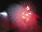 Free Stock Photo: Colorful fireworks in the night sky