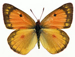 Free Stock Photo: An orange butterfly isolated on a white background