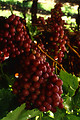 Free Stock Photo: A bunch of red seedless grapes on a vine
