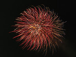 Free Stock Photo: Colorful fireworks in the night sky
