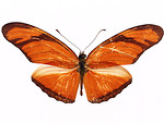 Free Stock Photo: An orange butterfly isolated on a white background