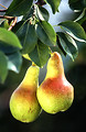 Free Stock Photo: A pair of pears growing on a tree