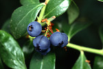 Free Stock Photo: Close-up of blueberries growing