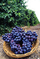Free Stock Photo: A basket of seedless grapes
