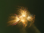 Free Stock Photo: Colorful fireworks in the night sky