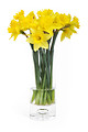Free Stock Photo: Yellow daffodils in a vase isolated on a white background