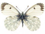 Free Stock Photo: A white butterfly isolated on a white background