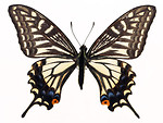 Free Stock Photo: A black and white butterfly isolated on a white background