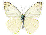 Free Stock Photo: A white butterfly isolated on a white background