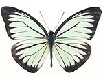 Free Stock Photo: A white butterfly isolated on a white background