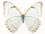 Free Stock Photo: A white butterfly isolated on a white background