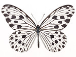 Free Stock Photo: A white butterfly isolated on a white background