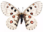 Free Stock Photo: A white butterfly isolated on a white background