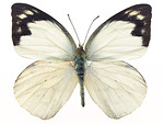 Free Stock Photo: A white butterfly isolated on a white background