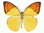 Free Stock Photo: An orange and yellow butterfly isolated on a white background