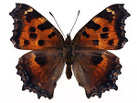 Free Stock Photo: An orange and black butterfly isolated on a white background