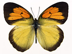 Free Stock Photo: An orange and yellow butterfly isolated on a white background