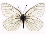 Free Stock Photo: A white butterfly isolated on a white background