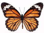 Free Stock Photo: An orange butterfly isolated on a white background