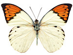Free Stock Photo: An orange and white butterfly isolated on a white background