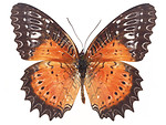 Free Stock Photo: An orange butterfly isolated on a white background