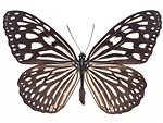 Free Stock Photo: A yellow butterfly isolated on a white background