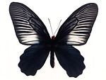 Free Stock Photo: A blue butterfly isolated on a white background