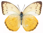 Free Stock Photo: A yellow butterfly isolated on a white background