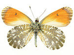 Free Stock Photo: A yellow butterfly isolated on a white background