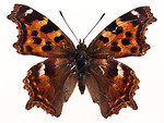 Free Stock Photo: An orange butterfly isolated on a white background