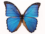 Free Stock Photo: A blue butterfly isolated on a white background