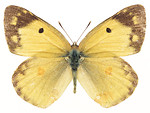 Free Stock Photo: A yellow butterfly isolated on a white background