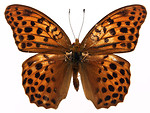 Free Stock Photo: An orange butterfly isolated on a white background