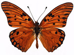 Free Stock Photo: An orange butterfly isolated on a white background