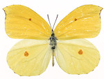 Free Stock Photo: A yellow butterfly isolated on a white background