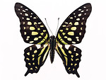 Free Stock Photo: A yellow butterfly isolated on a white background