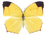 Free Stock Photo: A yellow butterfly isolated on a white background