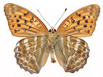 Free Stock Photo: An orange butterfly isolated on a white background